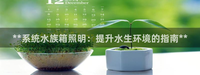 **系统水族箱照明：提升水生环境的指南**